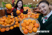 상큼한 제주 만감류 맛보세요