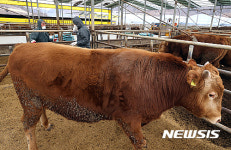 괴산 축산농가 구제역 예방접종