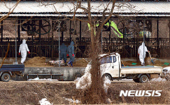 [종합]보은 구제역 한우 농장 예방적 살처분 단행