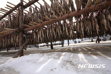예천 소백산 황태덕장