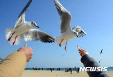 해운대 갈매기 모이주기