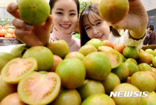 신세계, 당도 높은 대저 토마토 할인 판매