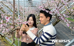 [뉴시스 앵글]남원 복숭아 농장에 복사꽃 만개