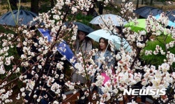 만개한 매화, 봄 재촉하는 비