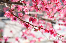 아름다운 자태 뽐내는 밀양의 홍매화