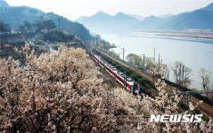 봄날의 매화향기 양산 원동매화 축제
