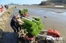 전국 첫 노지 모내기 실시, 순천 해룡면