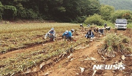 [단양소식]33억원 들여 밭기반 정비 추진 등
