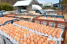 정부, 계란업체·농장 일제점검…불법유통 차단