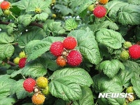 김해 특산품 대포천 산딸기 출하 시작