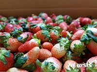 진주딸기, ICT기술적용, 물류비 획기적 절감