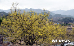 꽃망울 터트린 산수유