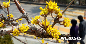 봄바람 살랑~, 만개한 산수유꽃