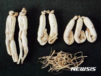 충남도, 백삼(白蔘) 글로벌시장 개척상품 집중 육성