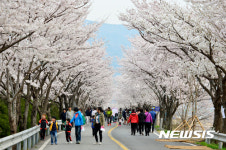 [양산소식]물금 벚꽃길 가족사랑 한마당 축제 등