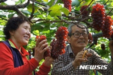 델라웨어 수확하는 농가