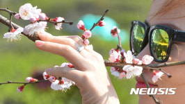 벚꽃 향기 좋아요
