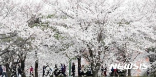 벚꽃축제 한창인 부산