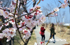 활짝 핀 살구꽃