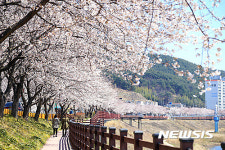 벚꽃 나무 아래 함께 걸어볼까요?