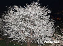 주야 벚꽃 향기 가득한 밀양