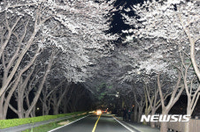 밀양 벚꽃길의 야간 산책