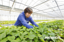 고구마순 싱싱하게~