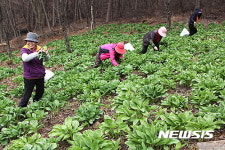 봄철 입맛 사로잡는 명이나물