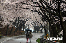 봄비 내리는 설천 벚꽃길