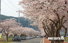 삼척 유채꽃축제장에 핀 벚꽃