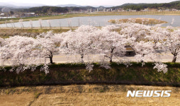 강릉 경포대 벚꽃 만발