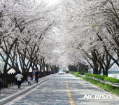 벚꽃 구경나온 밀양 어린이