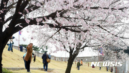 경기지역 곳곳서 벚꽃축제·걷기대회 등 이어져
