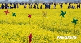 부산 대저생태공원 노란 물결 넘실