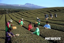 제주 가루녹차 생산은 30t 인데 수요는 100t 품귀현상