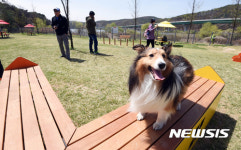 용인 기흥호수공원 전국 최대 반려견 놀이터 개장