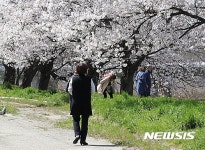 김제 백구 소공원 벚꽃 속으로