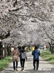 장관 이룬 김제 백구 유강리 벚꽃 터널