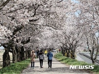 김제 유강리 벚꽃길 걷는 상춘객