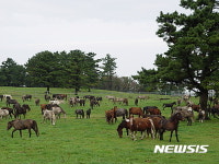 제주, 馬의 향연 고수목마 재현…월동한 말들 목마장으로