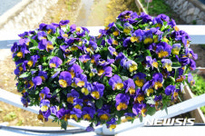 밀양농업기술센터에 만개한 펜시