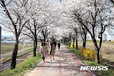 벚꽃 활짝핀 보은 보청천 제방길