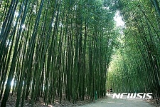 울산 태화강대공원 십리대밭