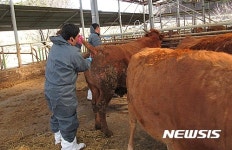 구제역에 놀란 보은군, 소 브루셀라병 일제 검사