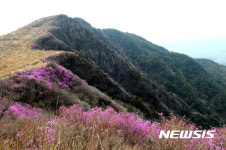 창녕 화왕산 진달래 만개 관광객 유혹