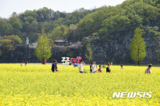 아름다운 절경 창녕 낙동강 유채단지