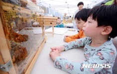 도시에서 체험하는 꿀벌