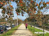 영동군, 감나무 가로수길 조성 확대…3700그루 더 심어