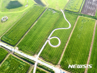 나주 복암리 고분군과 청보리 축제장