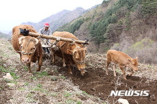 소 쟁기질하는 농부